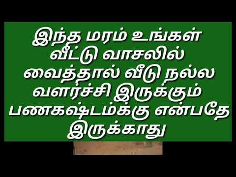 Intha maram unga vetu vasalil vaithal vedu nalla valarchi irukum panakashtam yenbathey irukathu