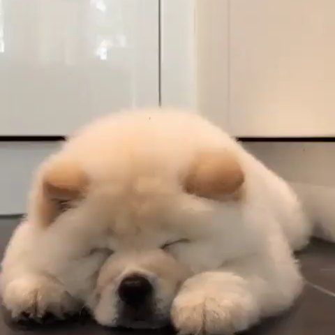 Chowchowpuppies Worldofchowchow Instagram Kuvat Ja