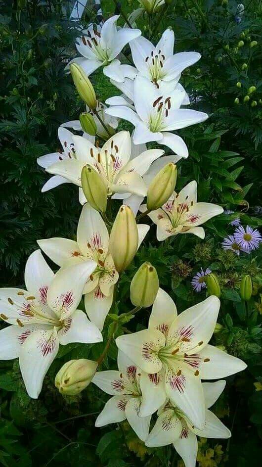 How to Grow Lilies