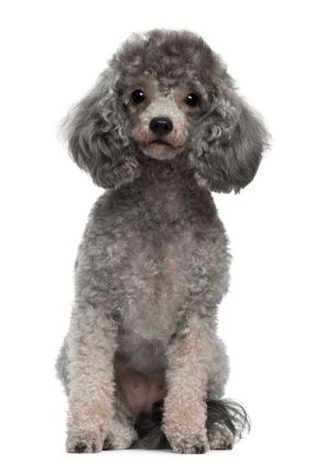 teacup poodle weight, how much are toy poodle puppies, how big is teacup poodle