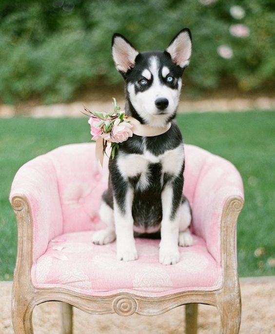 How To Include Pets In Your Wedding Best Tips And Ideas Ever
