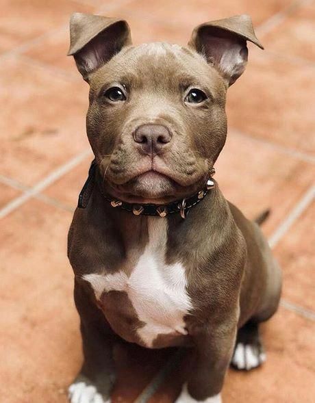 Pin By Hannah On Puppers Very Cute Dogs Cute Dogs Cute