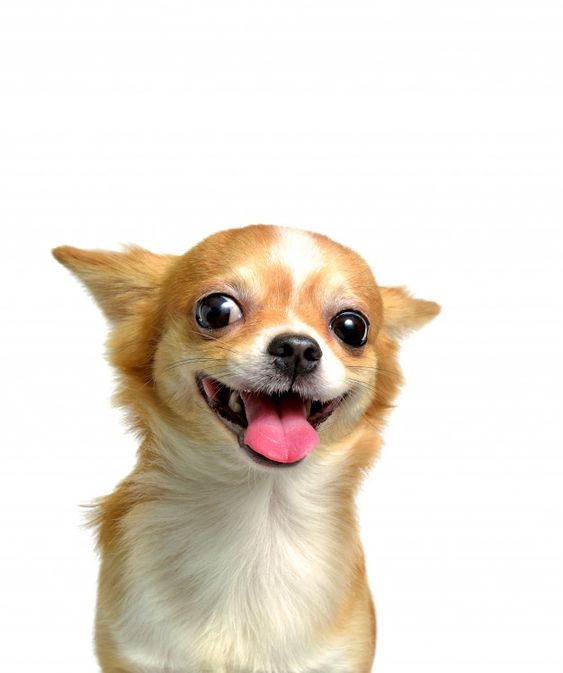 Premium Photo | Chihuahua dog, a brown male