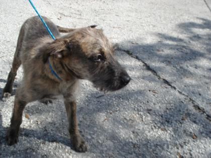 Adopt Teddy On Animals Foster Animals Rescue Dogs