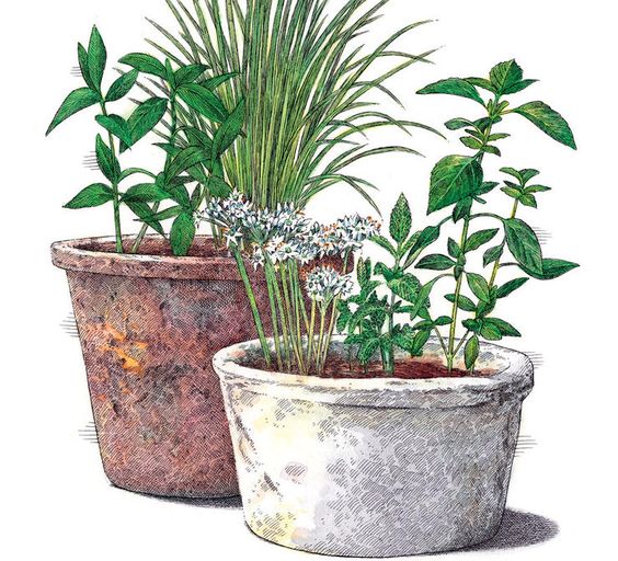 4 Indoor Herb binations From Around The World 4 Indoor Herb binations From Around The World
