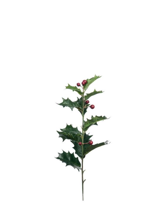Holly - 5 Stems - £20.00
