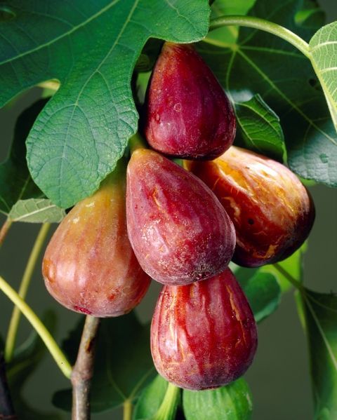 Epingle Par Poole Sur Fruits Fruits Exotiques Legume Exotique