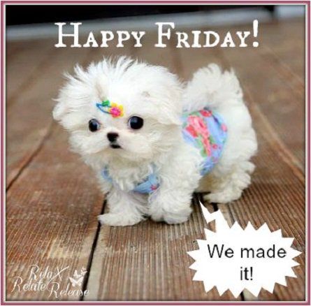 We made it,,,,🥰Friday Mini Maltese 💫ॐ.....z❤️NSpiceC🌶🦋12Jan2019~*💕 ⭐️