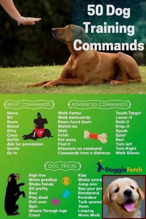 Diplomatic Stored Dog Training Tips Visit Website Dog Clicker