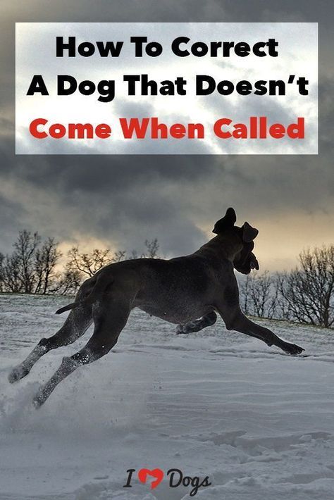 How To Correct A Dog That Doesn T Come When Called Dog Training
