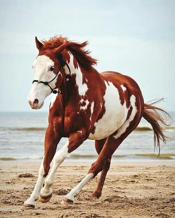 400 Native American Indian Horse Names