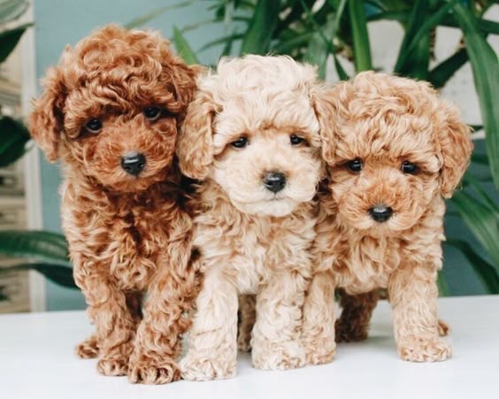 teacup poodle full grown, teacup poodle price, teacup poodle white