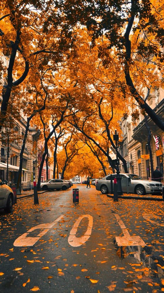 Fall iPhone wallpaper
