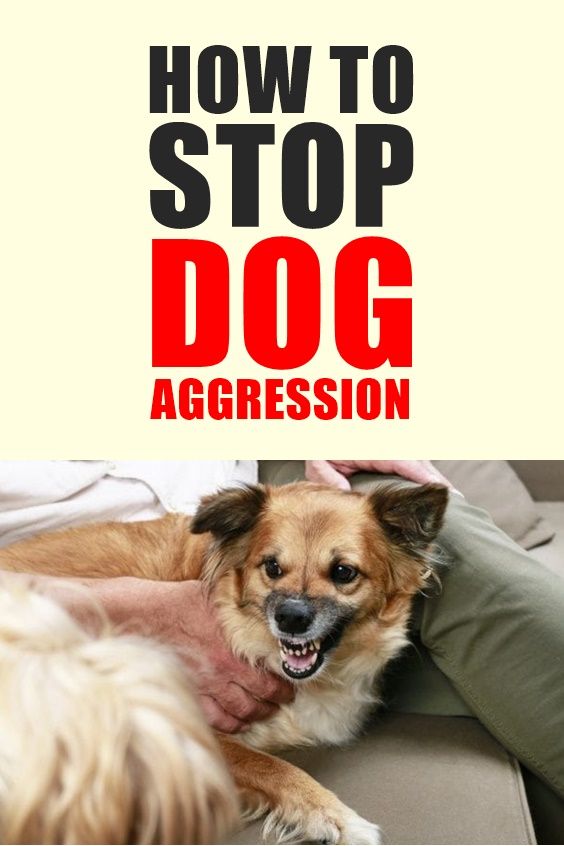 Here S How To Stop Dog Aggression Towards People And Other Dogs