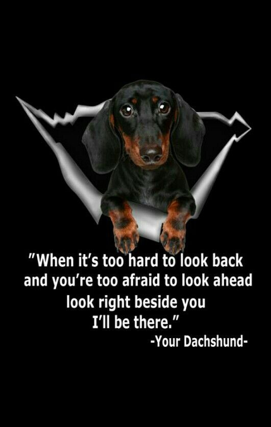 Dachshund Dachshund Dog Dachshund Puppies Funny Dachshund
