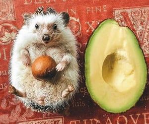 1000+ grafik o Animals w We Heart It | Zobacz więcej o animal, cute i pet