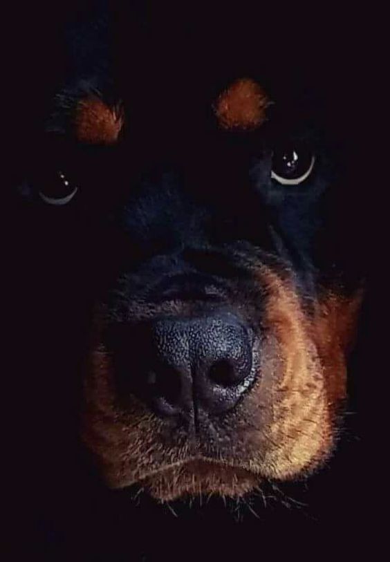 #Rottweiler