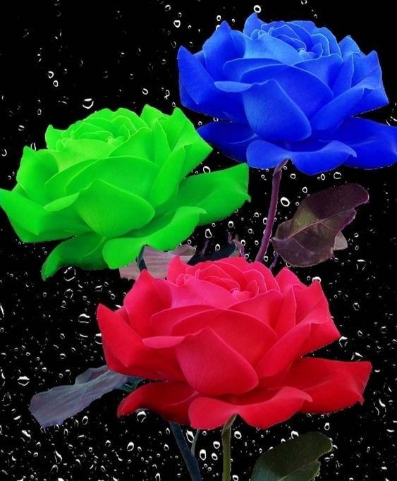 roes-flowars