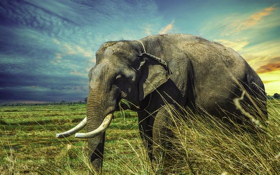 Download wallpapers elephant, 4k, wildlife, Thailand, elephants, Asia