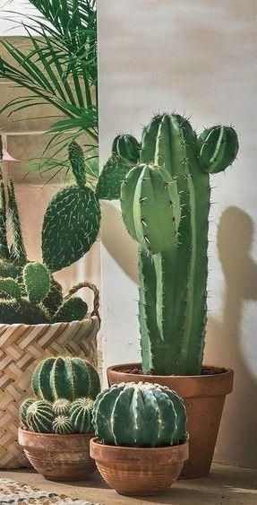 Indoor Plant Pots - How to Pick a Pot for Your Plant and Your Home
