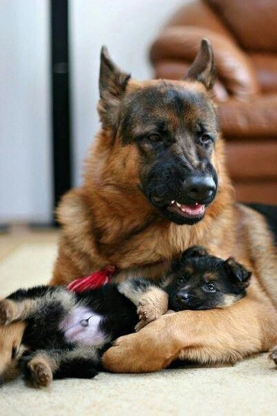 Awesome German Shepherd Pups Information Is Available On Our Web