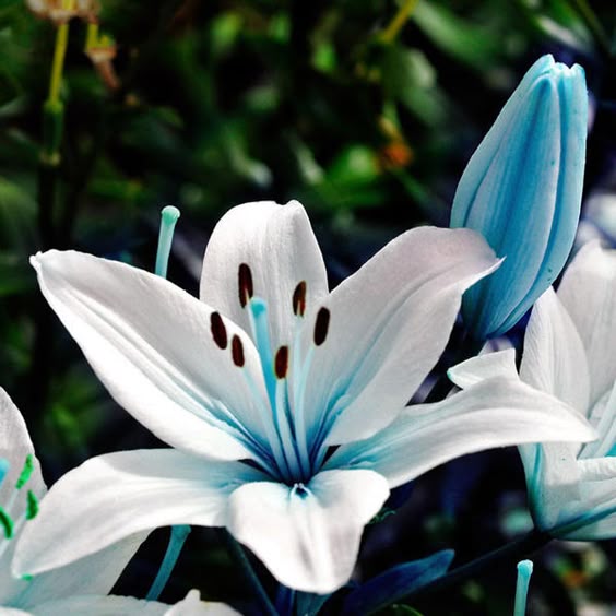 Blue Heart Lily