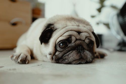 Fawn Pug Puppy Laying On Ground Sick Puppies Dog People Pug Names