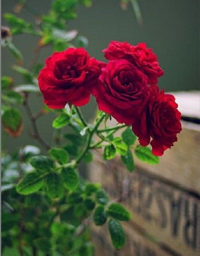 Roses