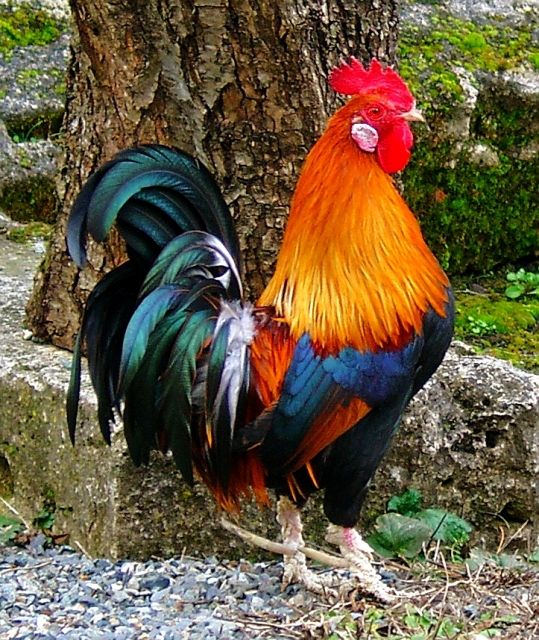 le coq de la France love roosters Rooster