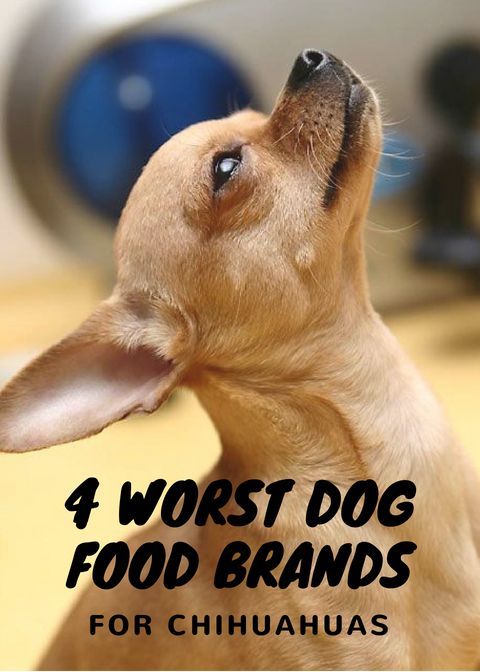 4 Worst Dog Food Brands You Can Feed Your Chihuahua Chihuahuas