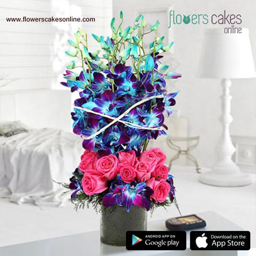 Sonia Dendrobium Orchid Flower Delivery Orchids Dendrobium Orchids