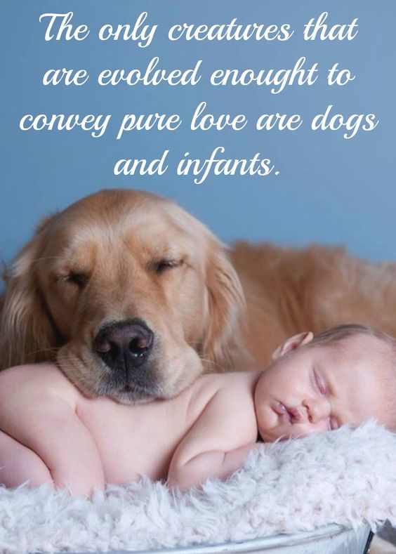 Dogs And Kids What Can Be Better Dog Quote Saying Www