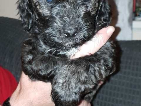 Cockapoo Puppies Cockapoo Puppies Cockapoo Puppies
