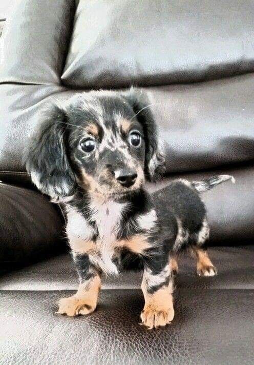 Dachshund Puppies For Sale Dapple Dachshund Dachshund