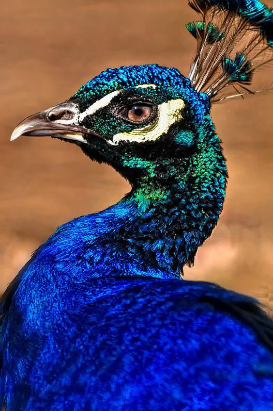 #peacock