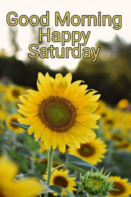 Beautiful Good morning Happy Saturday images - Beautiful, HD, God, Wallpa...