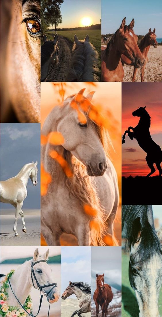 horse wallpaper | Horse wallpaper, Beautiful horses, Equestrian pictures