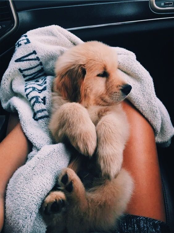 photo Puppy Cute Baby Cute Little Puppies Puppy Cute Baby Golden Retriever cute dogs cute baby dogs cute baby