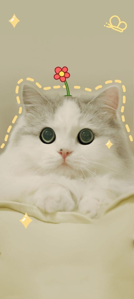 #wallpaper #cat