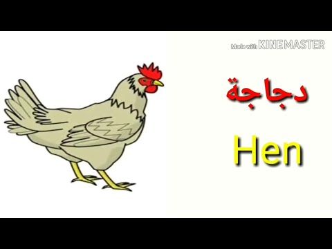 Names Of Animals In English And Arabic اسماء الحيوانات بالانجليزي و العربية Youtube Animals Pet Names Bird Beaks