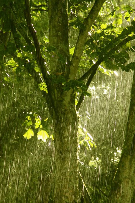 sunny rain