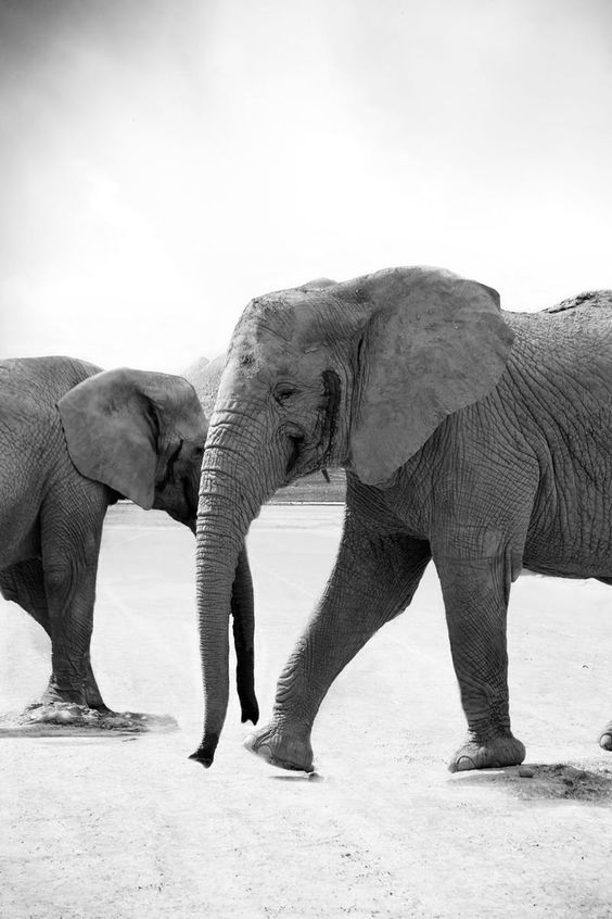 Free download of this photo: https://www.pexels.com/photo/nature-africa-animals-zoo-33394/ #black-and-white #animals #wildlife