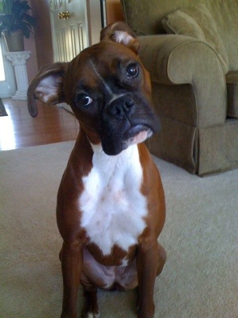 Midwest Boxer Rescues.com! ~ Boxer Rescue | Boxer Dogs, Boxer Dogs Funny, Boxer Dogs Facts