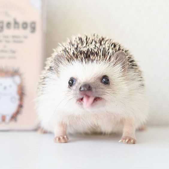 年賀状 おしゃれまとめの人気アイデア Pinterest Rozsa Tunde かわいいハリネズミ 可愛すぎる動物 かわいい動物の赤ちゃん 年賀状 おしゃれまとめの人気アイデア Pinterest Rozsa Tunde かわいいハリネズミ 可愛すぎる動物 かわいい動物の赤ちゃん