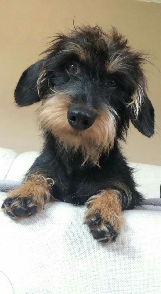 Dachshund Products Apparel And Gifts Cute Dogs Wire Haired