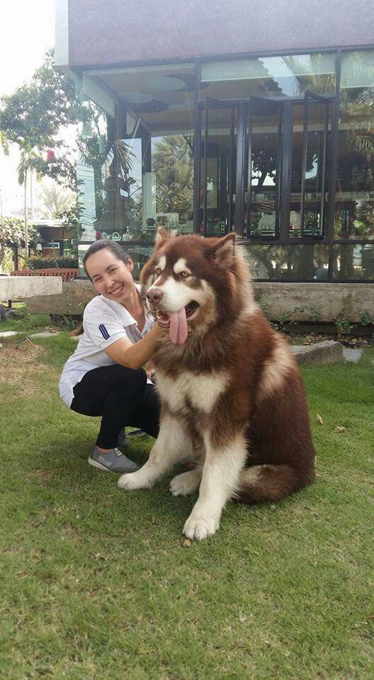 Alaskan Malamute Dog Breed Information Popular Pictures
