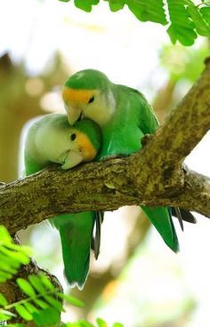 love