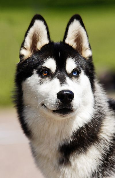 Chó Husky không hề hung dữ 