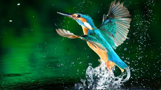 free HD wallpaper for - Yahoo Image Search Results