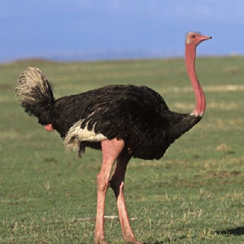 Screenshot By Lightshot Ostriches Ostrich Head In Sand Ostrich Head